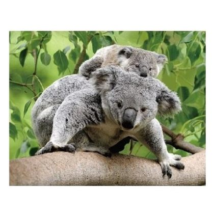 Merkloos 3D koelkast magneetje koalaberen