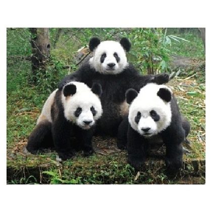Merkloos 3D koelkast magneetje panda familie