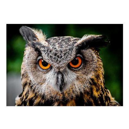Bellatio Decorations Poster natuur Oehoe uil 84 x 59 cm