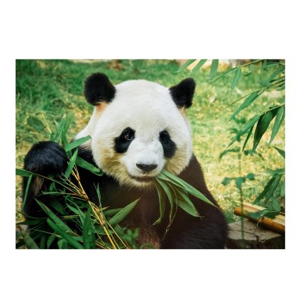 Bellatio Decorations Poster natuur panda / pandabeer 84 x 59 cm