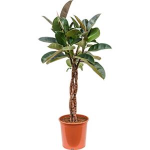 Plantenwinkel.nl Ficus robusta gevlochten M kamerplant