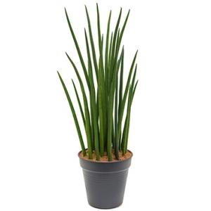 Plantenwinkel.nl Sansevieria spikes XXL kamerplant